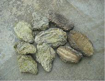 Dried Sea Cucumber - Stone Fish