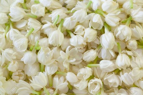 Fresh Jasmine Flowers