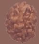 2 (Two) Mukhi Rudraksha