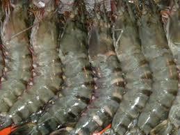 Black Tiger Shrimp