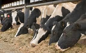 Cattle Feed Laboratory Testing Services