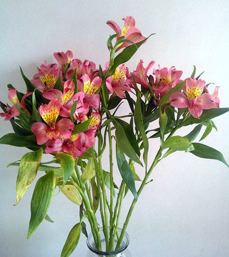 Alestromaria Flower
