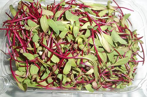 Amaranthus Microgreen