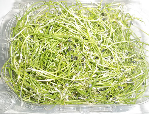 Onion Microgreen