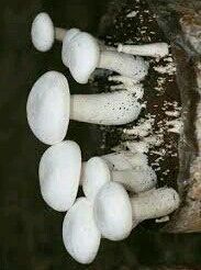 Organic Milky Mushrooms