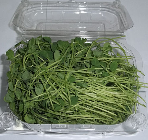 Peas Microgreen