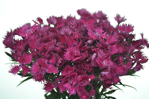 Sweet William Flower