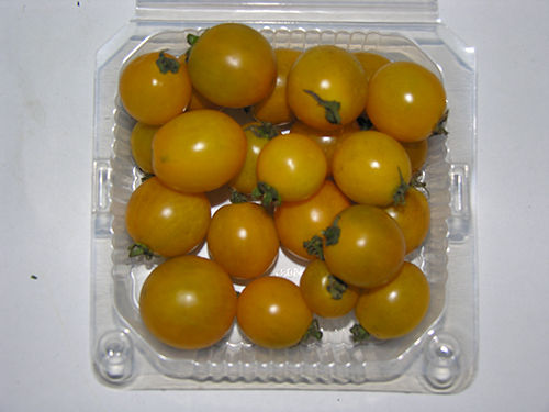 Tomato Sungold