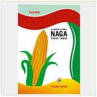 Tulasi Naga Seed