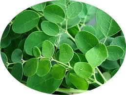 Moringa Leaves