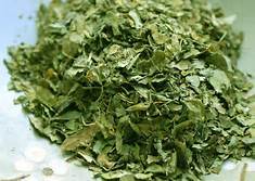 Dry Moringa Oleifera Leaves