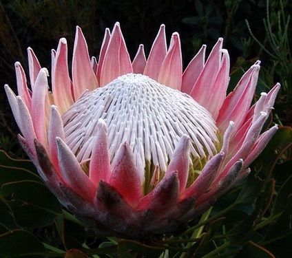 Exotic Protea Flowers