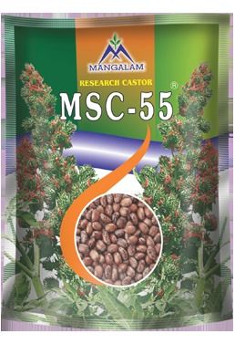 Castor MSC 55 Hybrid Seeds