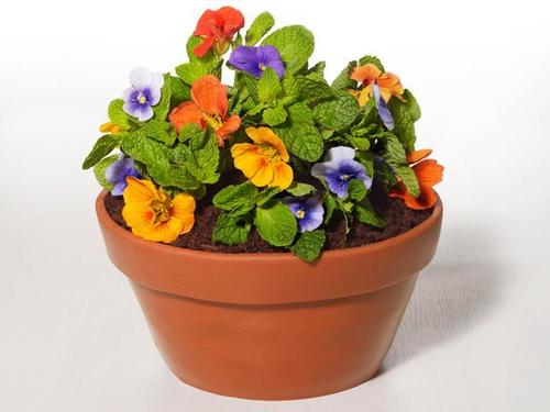 Flower Pot - High-Quality Material, Elegant Design , Versatile for Indoor and Outdoor Use