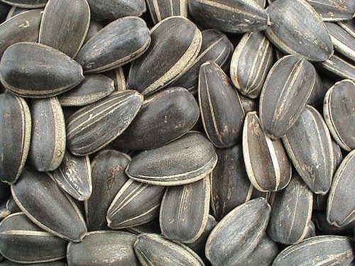 Sunflower Seeds