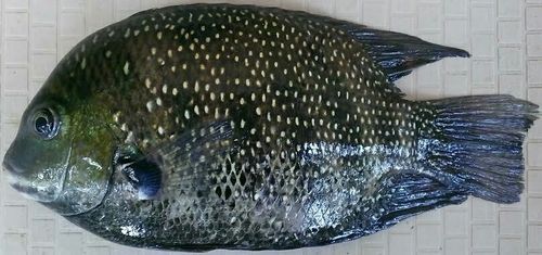 Pearl Spot Fish