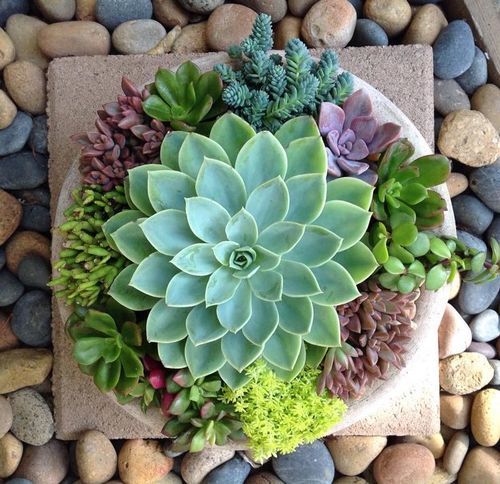 Succulent Plants