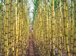 Fresh Sugarcane