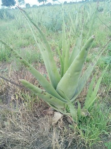 Aloevera Leaves - Fresh Organic Harvest | Antibacterial, Antifungal, Nutrient-Rich for Digestion and Skin Glow