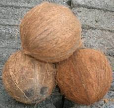 Husked Coconut - Fresh, Naturally Grown Without Fertilizers | Hygienic And Affordable Quality