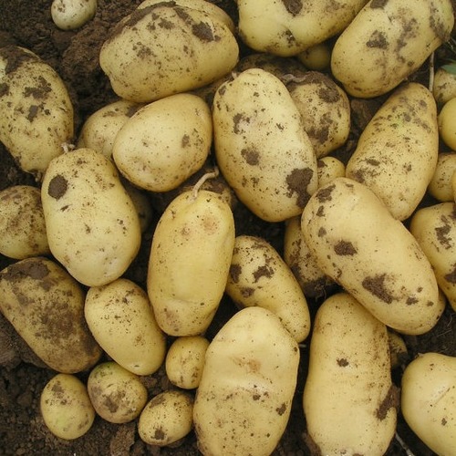 Fresh Potatoes By GYORI KEKSZ LTD.