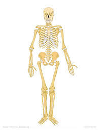 Human Skeleton Model - PVC Plastic Material | Movable Jaw, Cut Caldarium, Removable Teeth