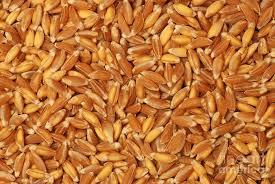 Emmer Wheat