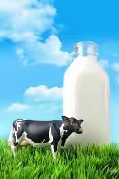 Cow Milk - Pure, Nutrient-Rich Dairy | Longer Shelf Life, Hygienically Packed, Free From Bacteria