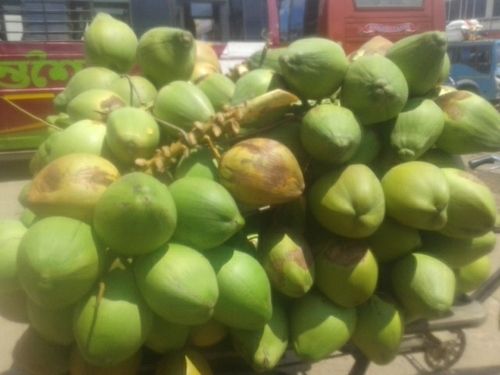 Fresh Green Coconuts