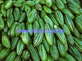 Pointed Gourd