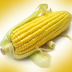 Yellow Corn or Maize