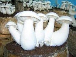 White Milky Mushroom - Fresh, Nutritious, Superior Quality, Delectable Taste, Advanced Cultivation Techniques