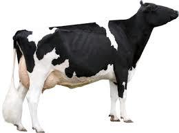 HF Cow