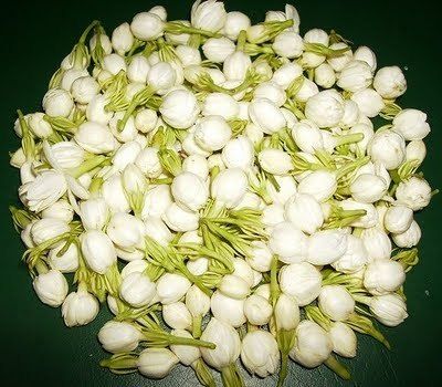 Fresh Jasmine Flower