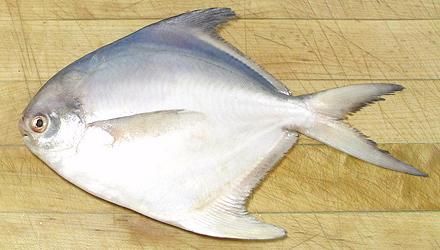 White Pomfret Fish