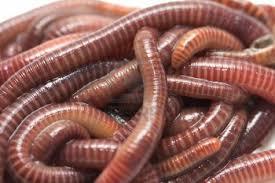 Live Earthworms Fishing Worms 300 Pcs., For Agriculture at Rs 750/piece in  Kolkata