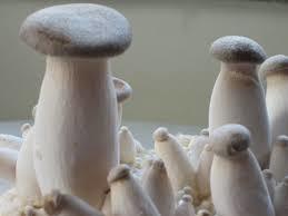 White Oyster Mushroom Spawn