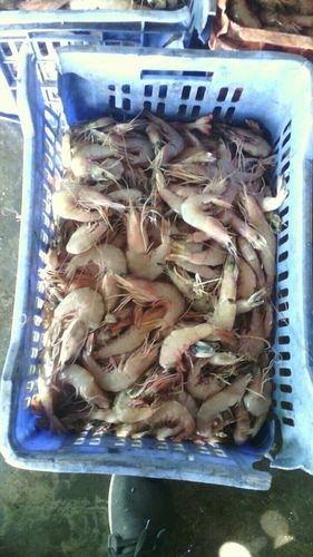 Fresh Prawns