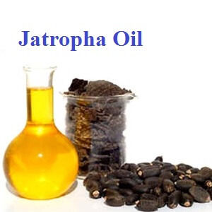 Jatropha Seeds Oil