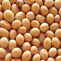 Organic Soybean Seeds