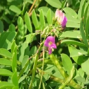 Sharaphunkha (Purple Tephrosia)