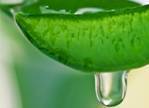 Aloe Vera Oil