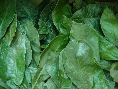 Soursop Leaves