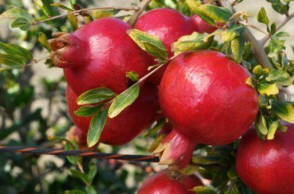 Tasty Fresh Pomegranate