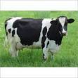 Healthy HF Cow for Dairy