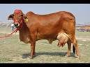 Sahiwal Cow