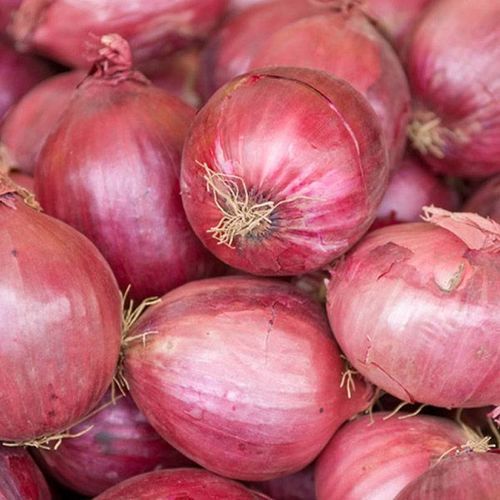 Unique Flavor Fresh Red Onion