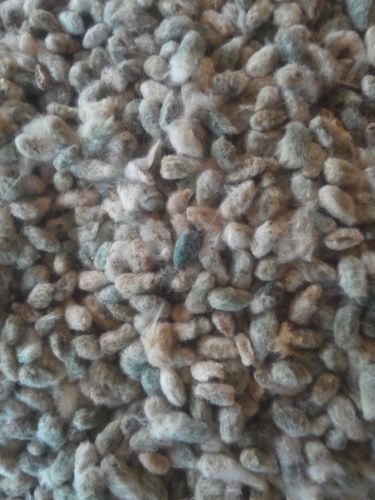 DCH Cotton Seed