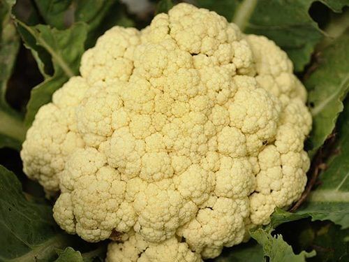 Fresh Cauliflower