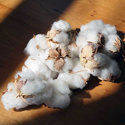 White Raw Cotton Bale